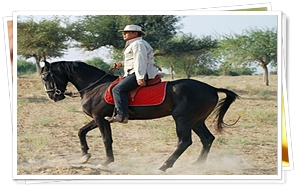 Horse Safari in Rajasthan